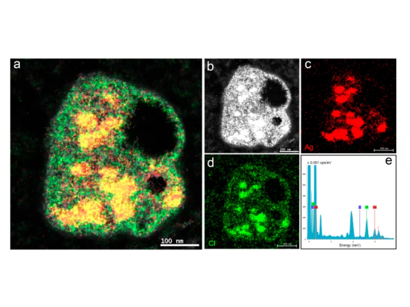 Analisi EDXS su cellule HeLa incubate con AgNPs